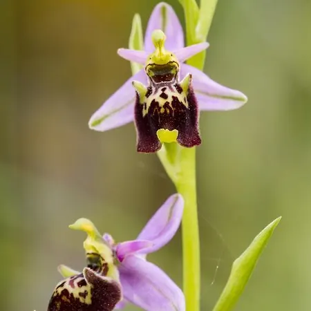 בית נופש Casale Coccinella *