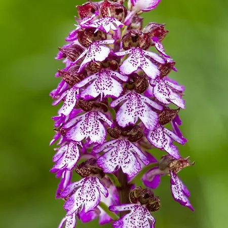 Casale Coccinella Vakantiehuis *