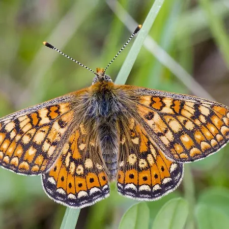 Casale Coccinella * Preci