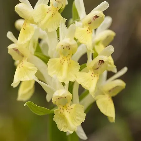 Casale Coccinella בית נופש