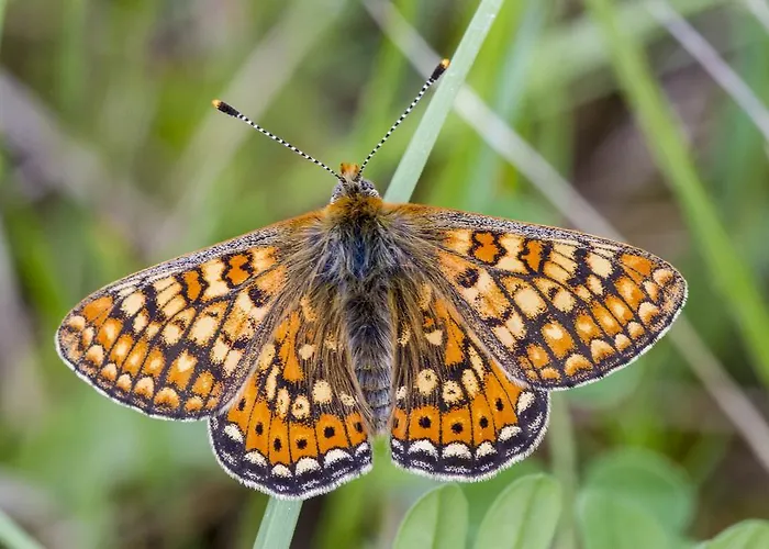 Casale Coccinella * Preci