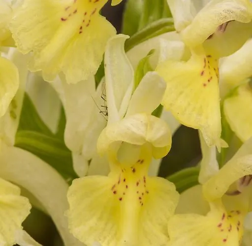 Casale Coccinella Prázdninový dům Preci